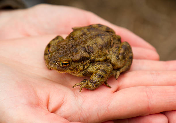 istock Frog on a girl's hand 150399555