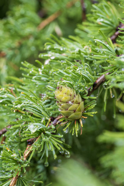 ramo di larice verde con giovani coni e gocce di pioggia - хвоя foto e immagini stock