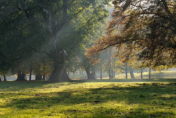 istock nature in detail 150399816