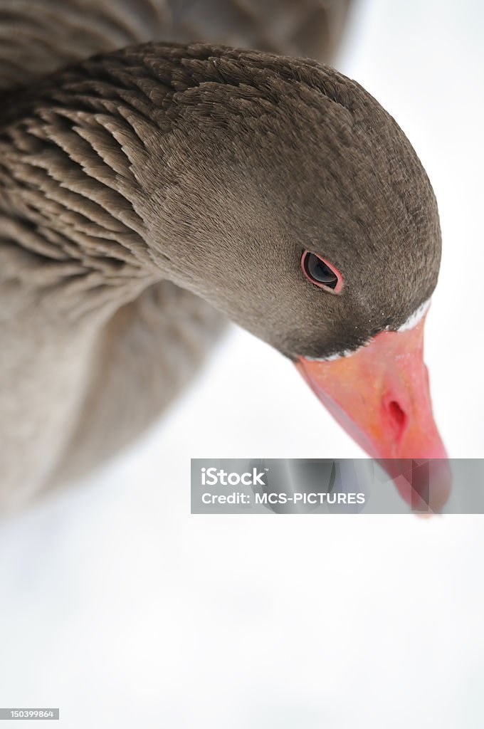 goose goose in winter located in munich Animal Body Part Stock Photo