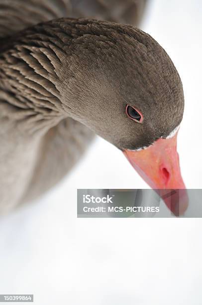 Goose Stock Photo - Download Image Now - Animal Body Part, Animal Head, Animals In The Wild