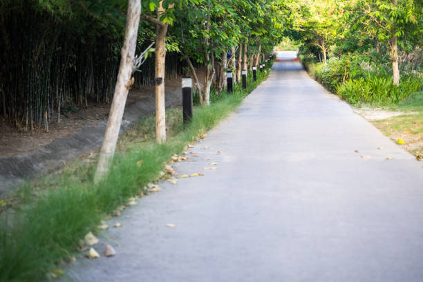 small road spring nature Roadside trees and lanterns empty view of the road.