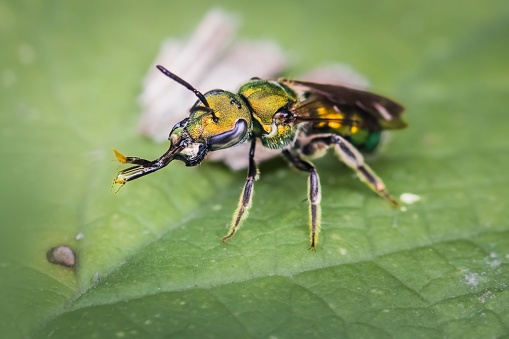 A single metallic green sweat bee sitting on a green leaf