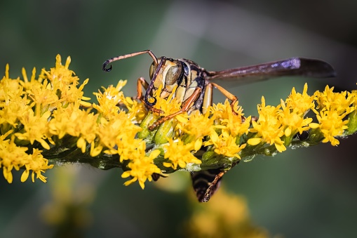 A wasp drinking nectar and pollinating yellow Canadian Goldenrod flowers