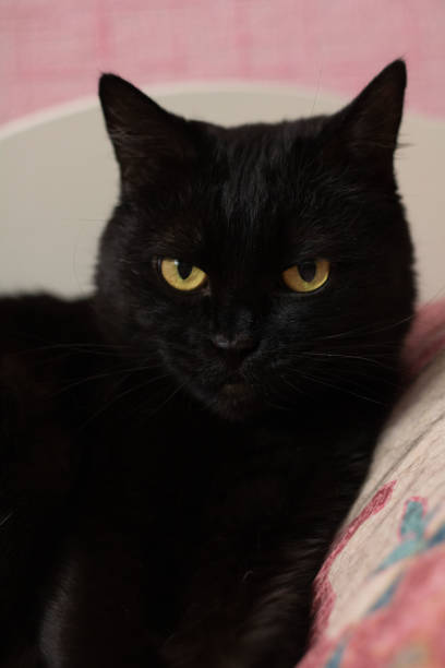 istock photo of a cat lying on the bed 1504000826