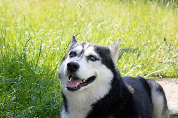istock Photo Siberian Husky lying on the grass 1504000831