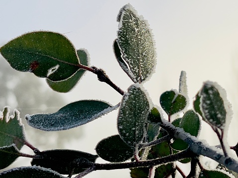Horizontal closeup photo of dark green leaves with frost crystals on a Eucalyptus tree in Winter. Armidale, New England high country NSW.