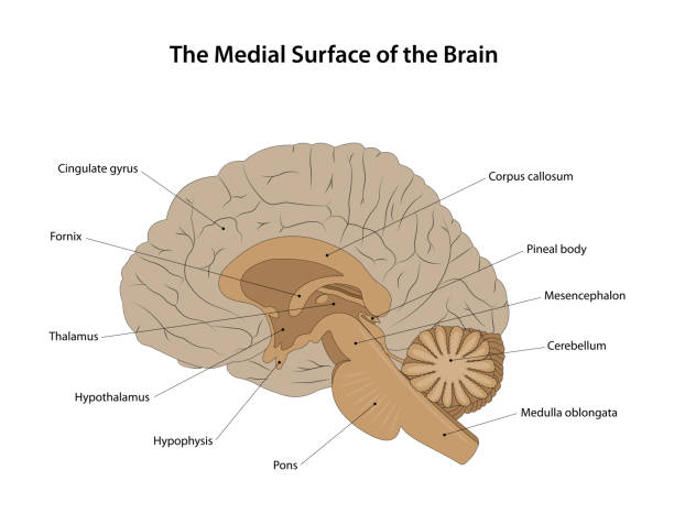 脳の内側表面。 - medulla oblongata点のイラスト素材／クリップアート素材／マンガ素材／アイコン素材