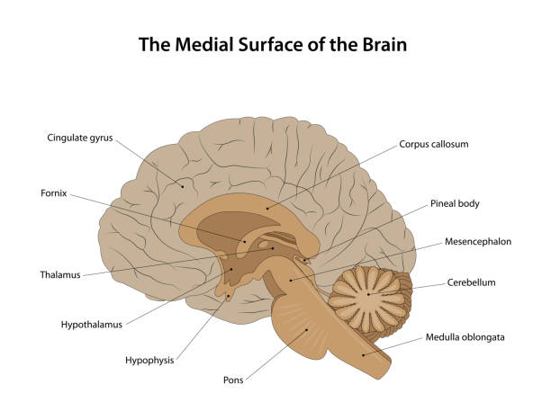 뇌의 내측 표면. - medulla oblongata stock illustrations