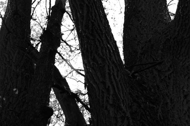 Dark woods atmosphere