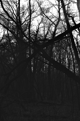 Dark woods atmosphere