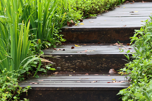 wooden steps among the green grass in the rain