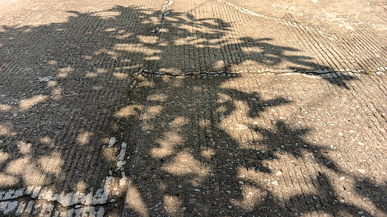 Big tree shadows from the sun on the road