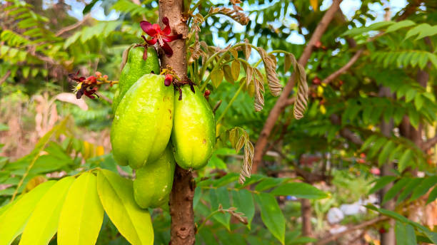 istock Averrhoa bilimbi very sour fruit 1504019116