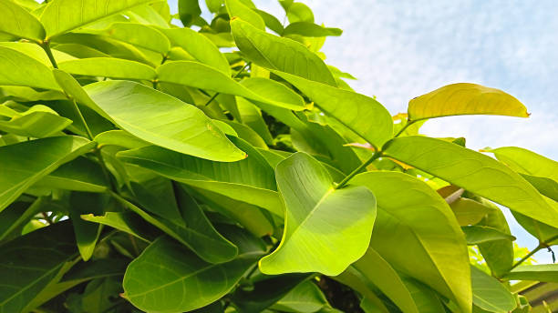 istock Fresh green Syzygium aqueum tree 1504020761