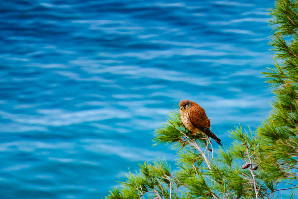 istock Brown bird sitting on green pine tree against blue sea water. 1504021434