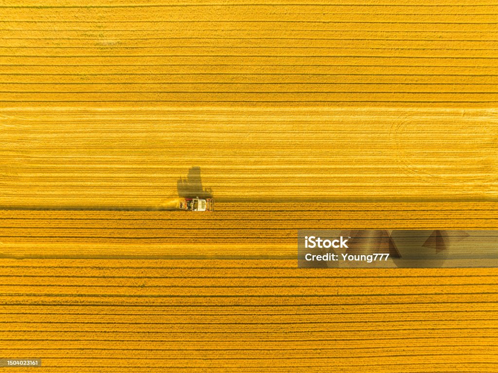 Combine harvester harvesting wheat in agricultural field Aerial View Stock Photo