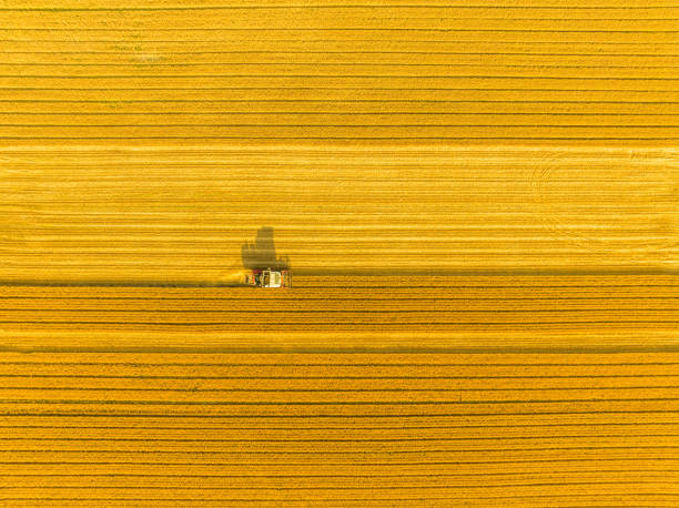 Combine harvester harvesting wheat in agricultural field Combine harvester harvesting wheat in agricultural field oat crop stock pictures, royalty-free photos & images