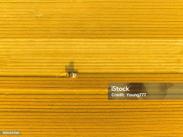 Combine Harvester Harvesting Wheat In Agricultural Field Stock Photo - Download Image Now