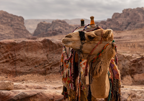 Bedouin camels in the ruins of the ancient city of Petra, Jordan