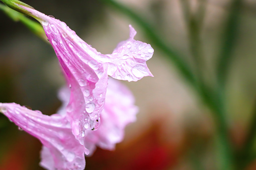 Pink flowers with raindrops on flowers after the rain stops, with natural bokeh as background.