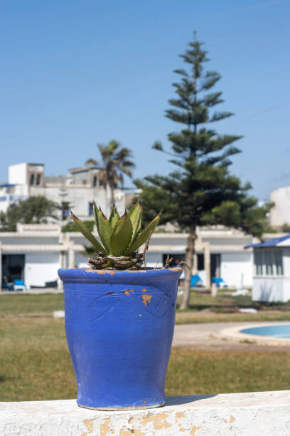 Agave Plant in Essaouira, Morocco