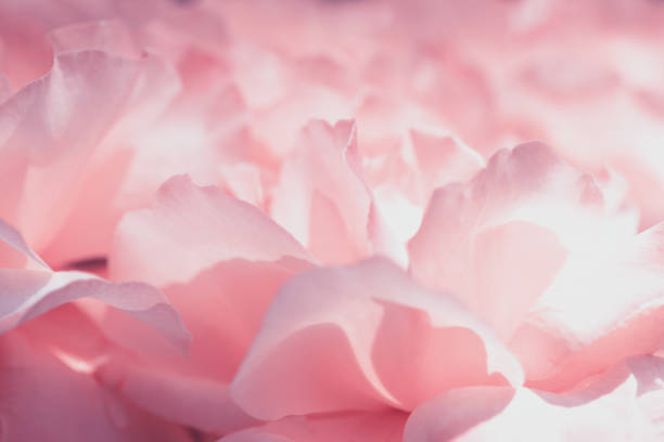 istock Delicate background with a rose. Pastel background, calm colors. Place to insert text. For card and banner. Sweet color roses in soft style for background 1504025086