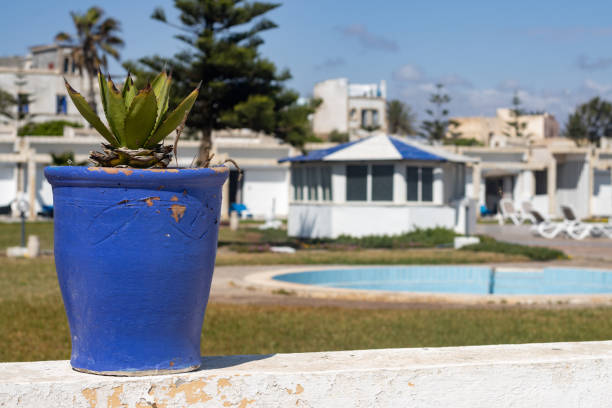 Latin woman in a swimming pool, in the background you can see cactus
