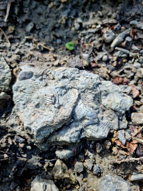 istock Many Bivalvia Fossils in limestone 1504027414