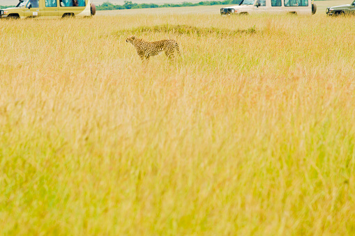 Cheetah walking in grass headed for tree