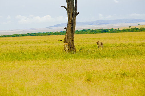 Cheetah walking toward a tree on the grassy plain