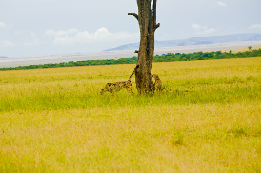 Cheetah Pair around a tree in the middle of the savannah