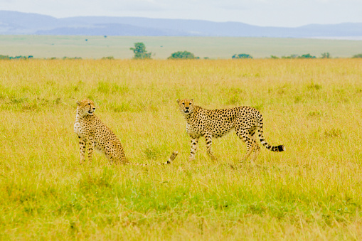 Two cheetahs on the hill in the savannah. Kenya. Tanzania. Africa. National Park. Serengeti. Maasai Mara. An excellent illustration.