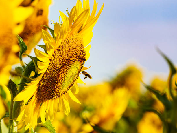 istock Honey bee collecting pollen at yellow flower. 1504033780