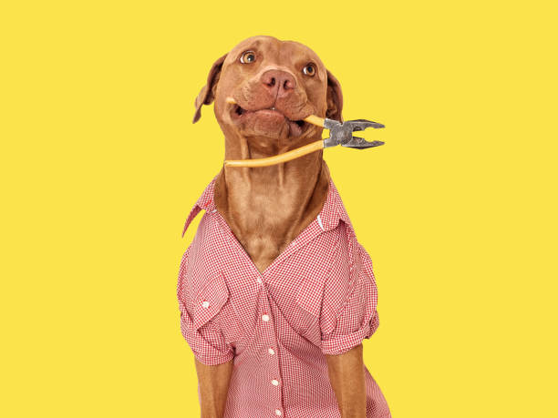 istock Cute brown dog, red work shirt and pliers 1504034560