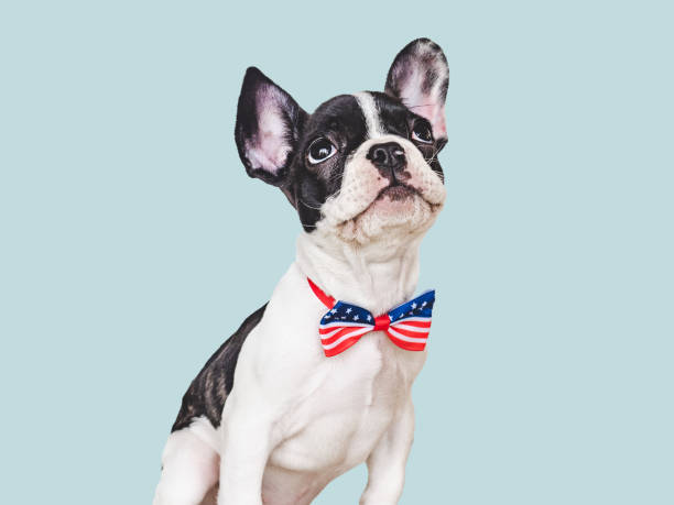 istock Charming puppy and a bow tie. Closeup 1504035674