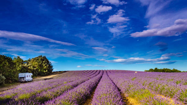 istock Lavender fields in Provence France 1504040048