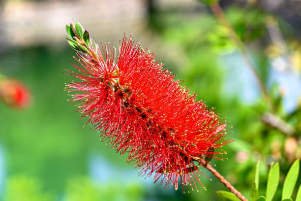 Macro of the flower of the Callistemon citrinus or red broom tree Macro of the flower of the tree Callistemon citrinus or red broom in the garden red flower trees callistemon citrinus stock pictures, royalty-free photos & images