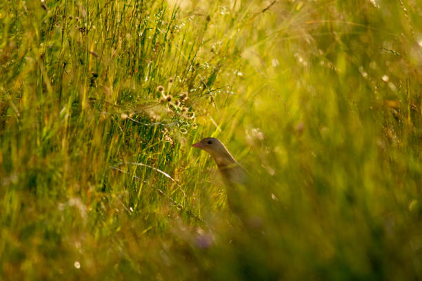 Meadow bird Corn crake  in the spring grass with the light of the afternoon sun in the background Meadow bird Corn crake (lat. Crex crex) cautiously observes the surroundings in the spring grass with the light of the afternoon sun in the background corncrake stock pictures, royalty-free photos & images