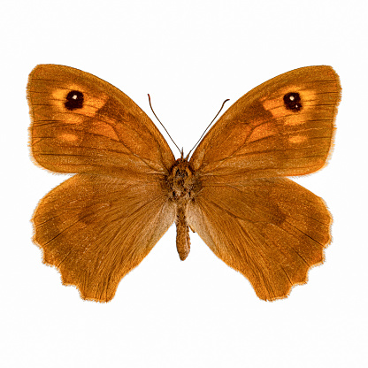Meadow brown butterfly, Maniola jurtina on white background