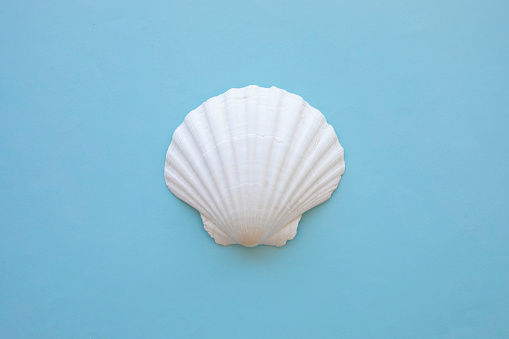 Summer vacation concept. Sea shells with rope on white wooden background, copy space.