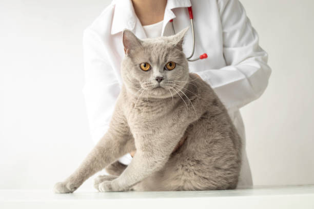istock Veterinarian And British Shorthair 1504042136