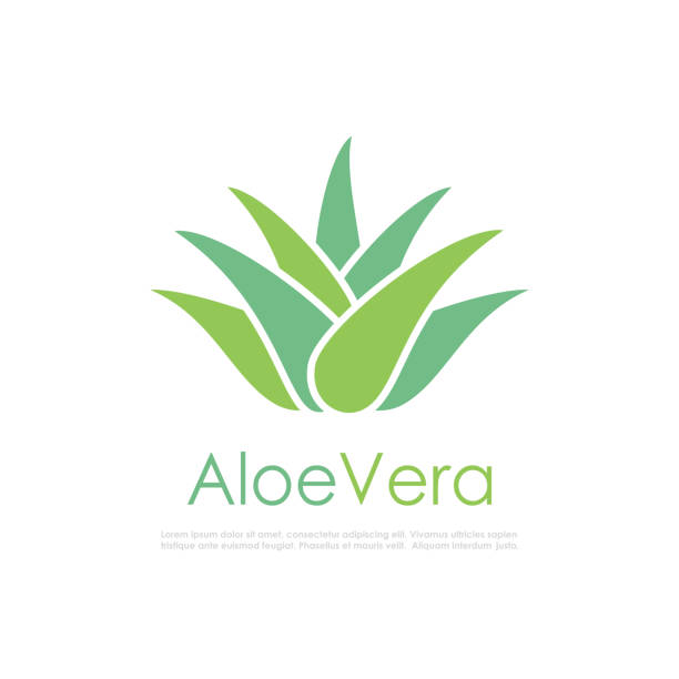 Aloe Vera plant icon Aloe Vera plant icon isolated on white background aleo vera stock illustrations