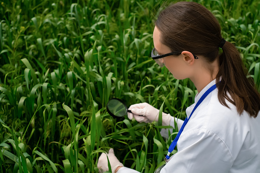 Biologist woman wearing glasses and studying botanical plants in nature with a magnifying glass. Botanist woman checking wheat growth characteristics
