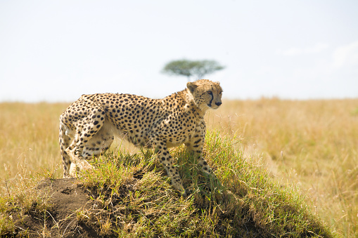 Cheetah ready to hunt in Kenya