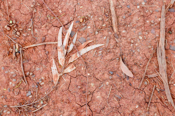 Vast dry red dirt desert area in the middle of the Australian outback with tyre tracks