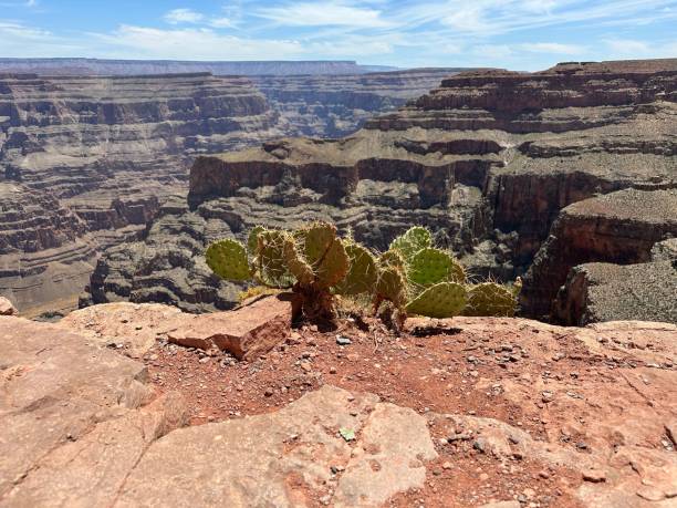 istock Single prickly cactus plant growing from a rocky cliff face in an arid canyon environment 1504069198