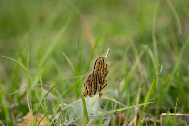 Thaumetopoea pityocampa caterpillar nest on the grass