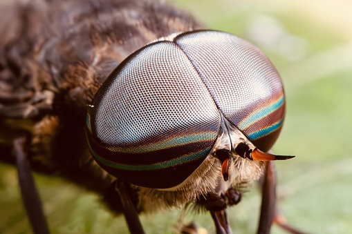 a fly is resting on a piece of wire