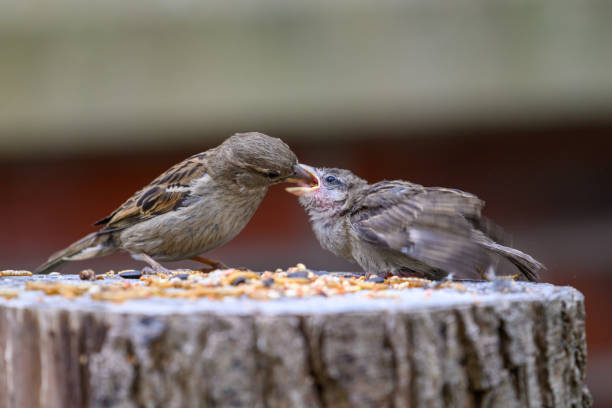 istock Baby Sparrow bird feeding with mother 1504090058